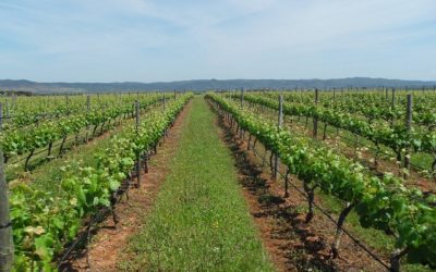 Vinhos do Alentejo destacam-se como exemplo de sustentabilidade na Península Ibérica